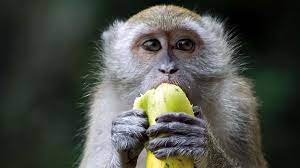 David Vance Podcast Monkey Pox is going bananas!